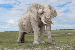elephant-etosha-namibia
