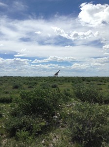 giraffe-horizon